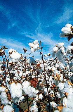 Women unravel the cotton story