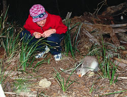 Betting on the bettong