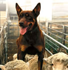 OUTBACK BONNIE Working Dog of the Year Competition